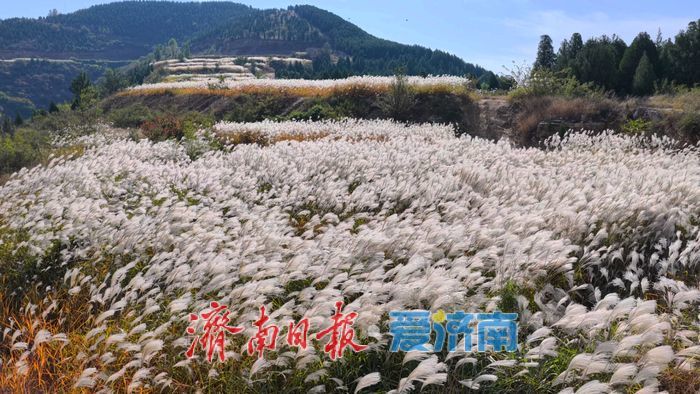 美出圈!南部山区芦荻摇曳成“雪”的童话