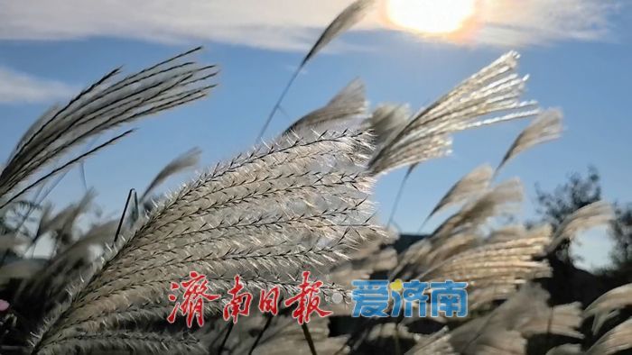 美出圈!南部山区芦荻摇曳成“雪”的童话