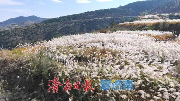 美出圈!南部山区芦荻摇曳成“雪”的童话