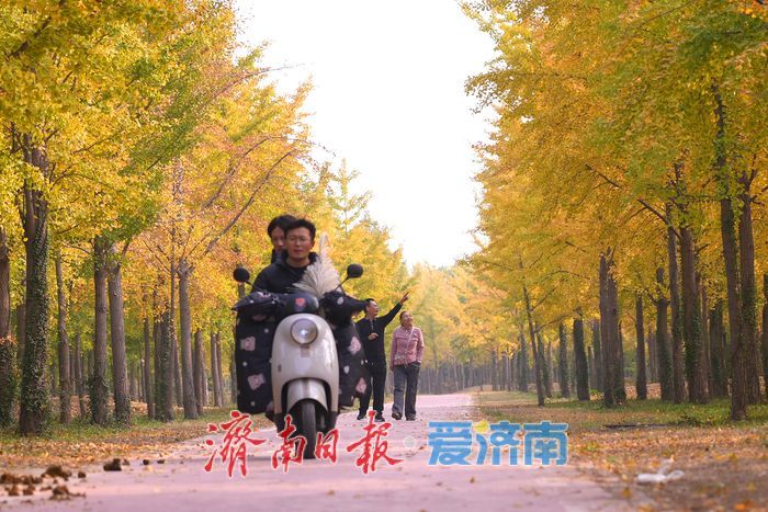 一年四季 泉在济南丨济南黄河千亩银杏林渐披“金甲”