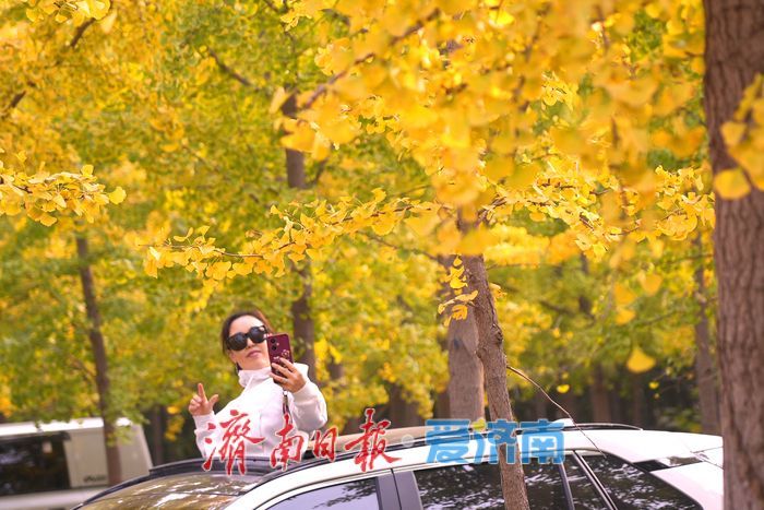 一年四季 泉在济南丨济南黄河千亩银杏林渐披“金甲”