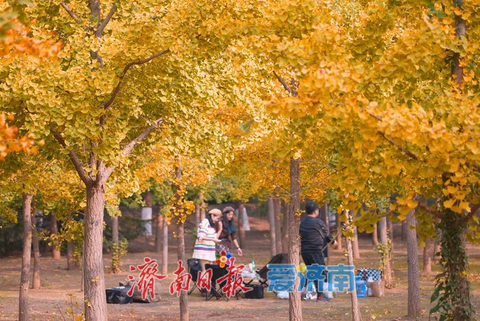 一年四季 泉在济南丨济南黄河千亩银杏林渐披“金甲”