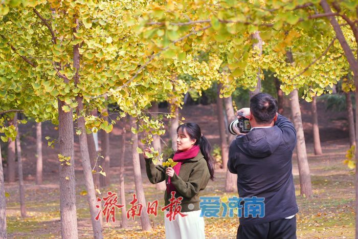 一年四季 泉在济南丨济南黄河千亩银杏林渐披“金甲”