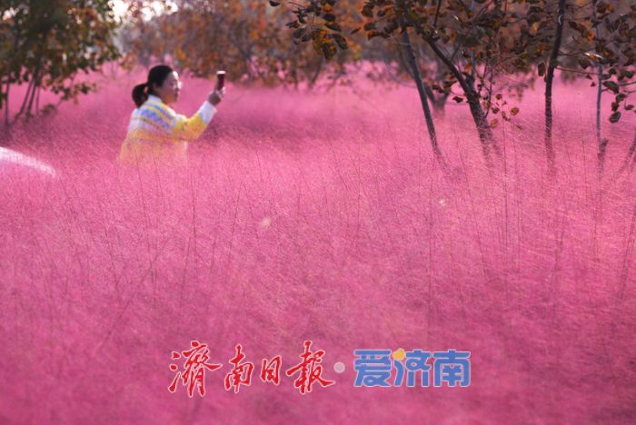 一年四季 泉在济南丨济南黄河北岸粉黛绽放 生态廊道现“粉色海洋”