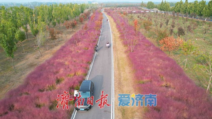 一年四季 泉在济南丨济南黄河北岸粉黛绽放 生态廊道现“粉色海洋”