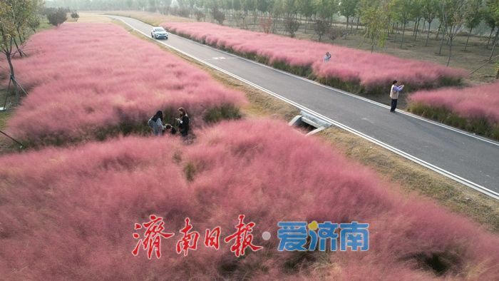 一年四季 泉在济南丨济南黄河北岸粉黛绽放 生态廊道现“粉色海洋”