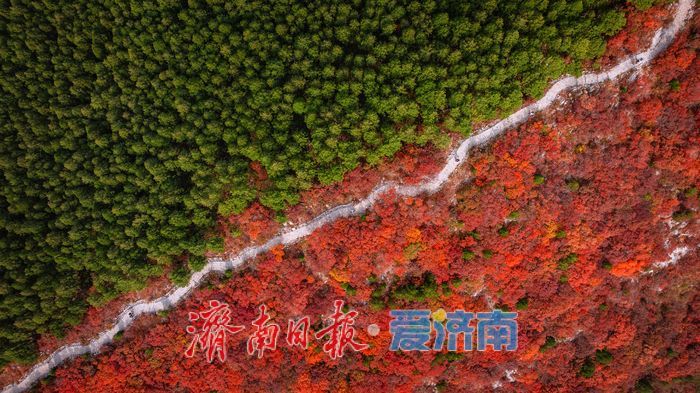 一年四季 泉在济南丨层林尽染!济南蝎子山“平分秋色”美景上线