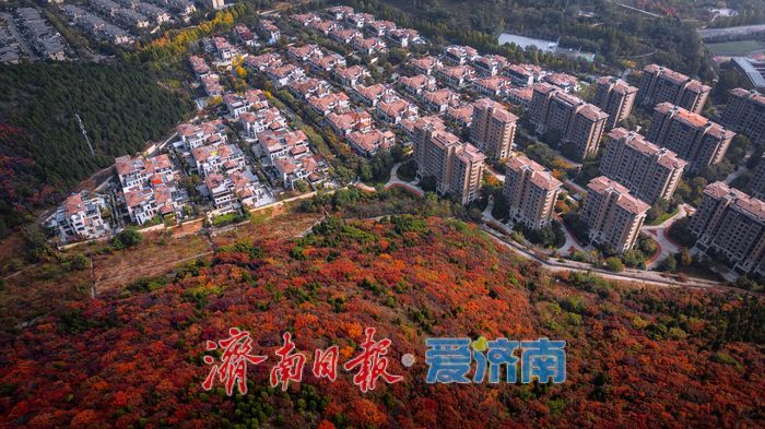 一年四季 泉在济南丨层林尽染!济南蝎子山“平分秋色”美景上线