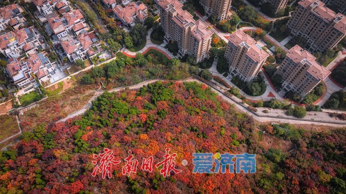 一年四季 泉在济南丨层林尽染!济南蝎子山“平分秋色”美景上线