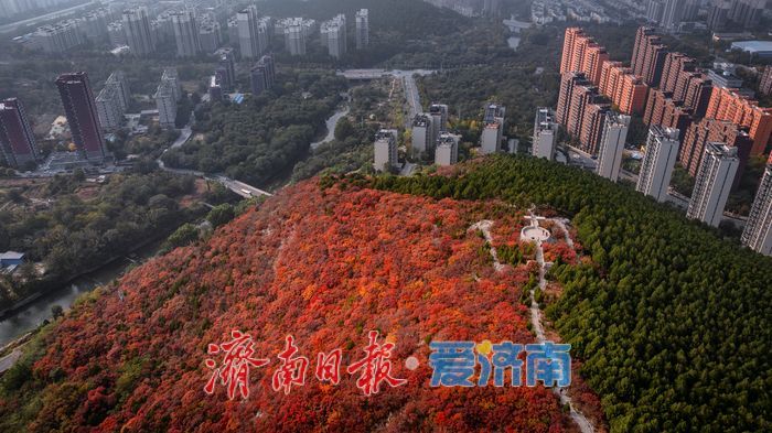 一年四季 泉在济南丨层林尽染!济南蝎子山“平分秋色”美景上线