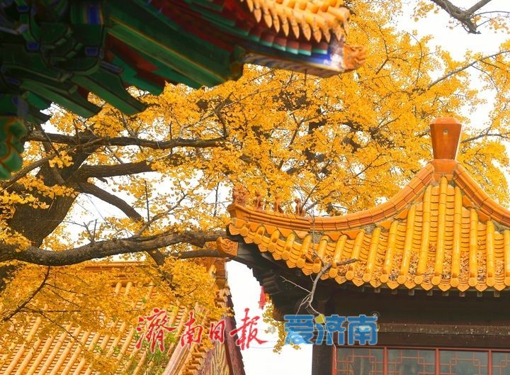 一年四季 泉在济南丨千年银杏披金甲,淌豆寺里醉深秋