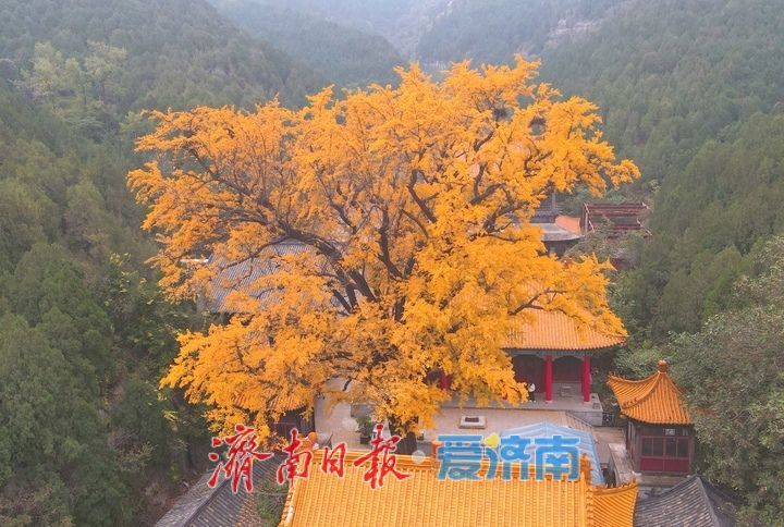 一年四季 泉在济南丨千年银杏披金甲,淌豆寺里醉深秋