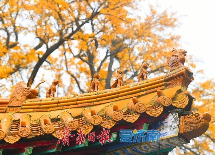 一年四季 泉在济南丨千年银杏披金甲,淌豆寺里醉深秋