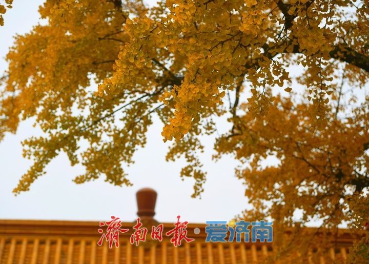 一年四季 泉在济南丨千年银杏披金甲,淌豆寺里醉深秋