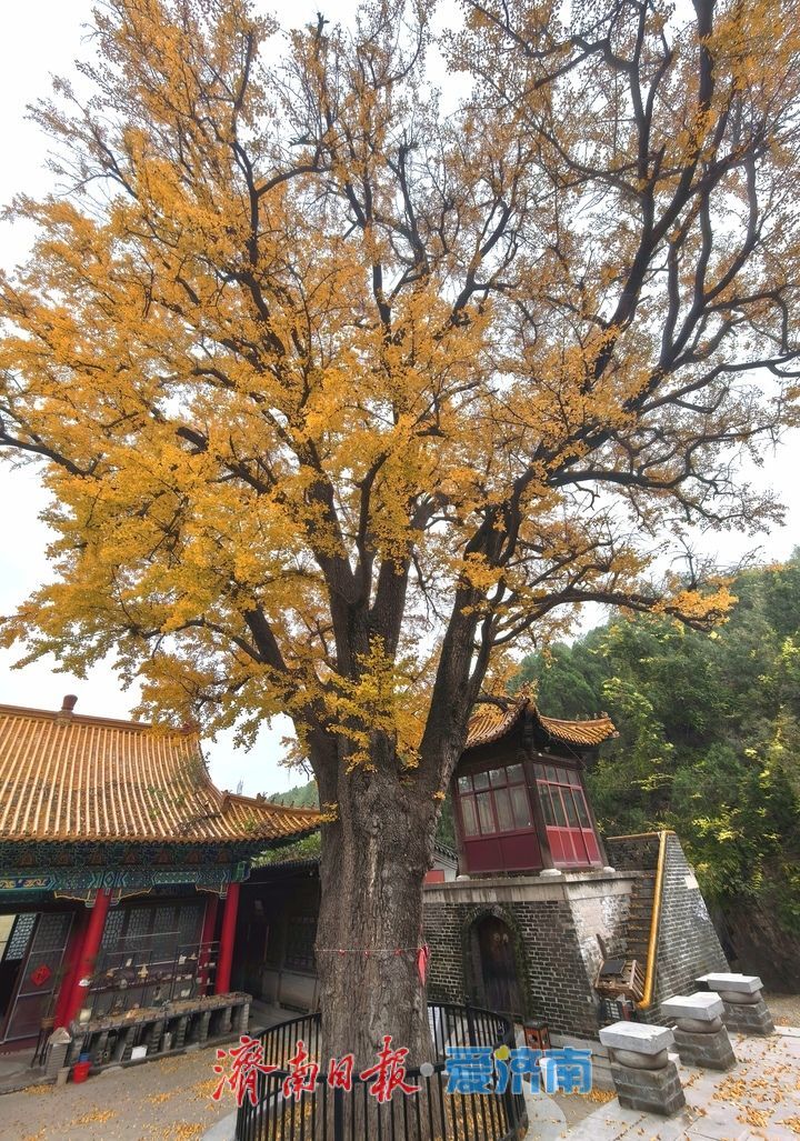 一年四季 泉在济南丨千年银杏披金甲,淌豆寺里醉深秋