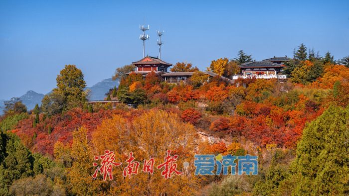 一年四季 泉在济南丨济南红叶谷:满山红遍燃秋意,层林尽染醉游人