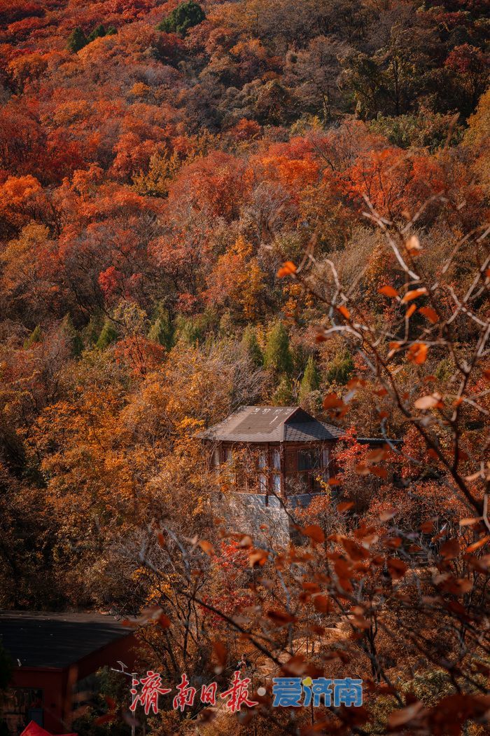 一年四季 泉在济南丨济南红叶谷:满山红遍燃秋意,层林尽染醉游人