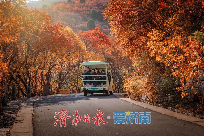 一年四季 泉在济南丨济南红叶谷:满山红遍燃秋意,层林尽染醉游人