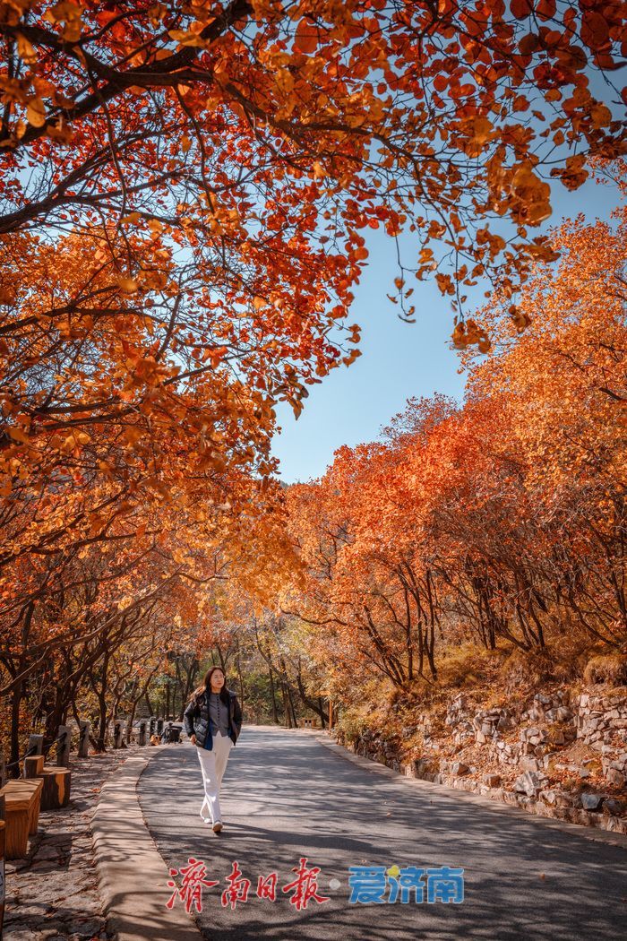 一年四季 泉在济南丨济南红叶谷:满山红遍燃秋意,层林尽染醉游人