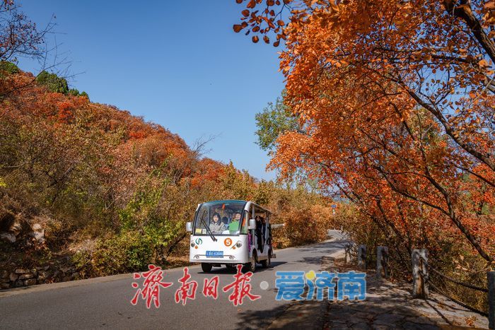 一年四季 泉在济南丨济南红叶谷:满山红遍燃秋意,层林尽染醉游人
