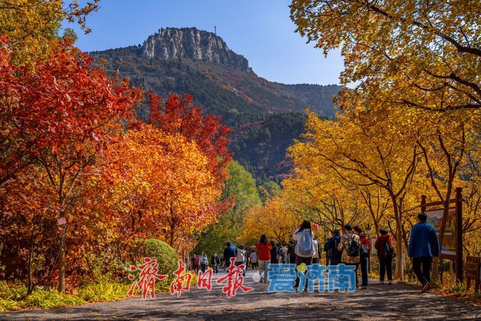 一年四季 泉在济南丨济南红叶谷:满山红遍燃秋意,层林尽染醉游人