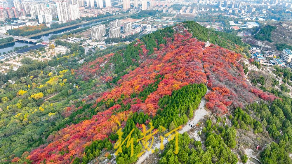 深秋时节,济南西部城区红叶漫山