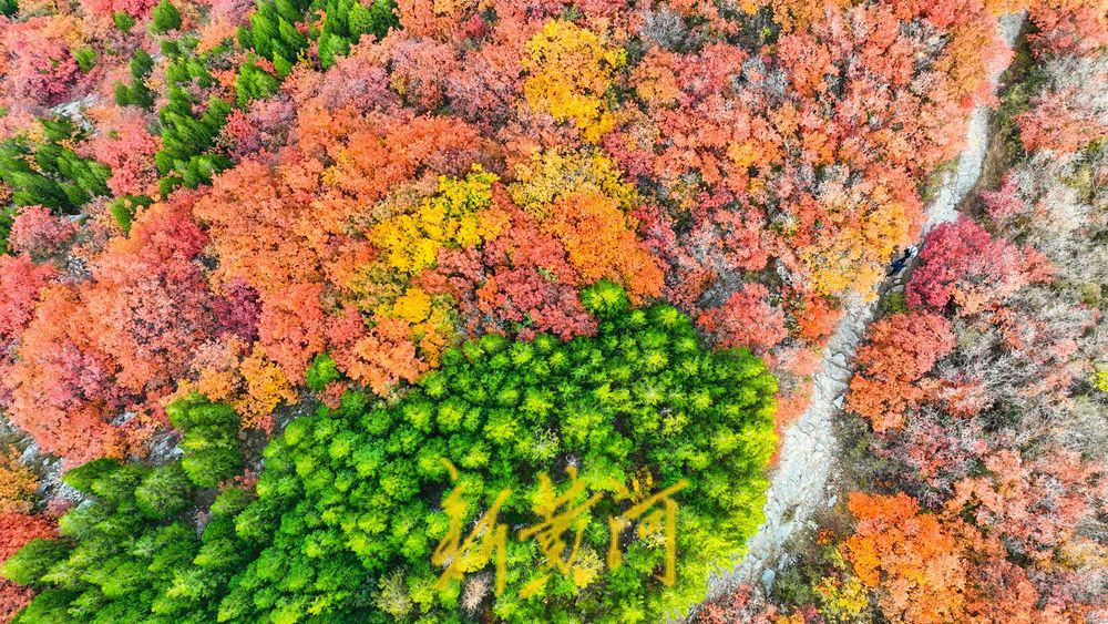 深秋时节,济南西部城区红叶漫山