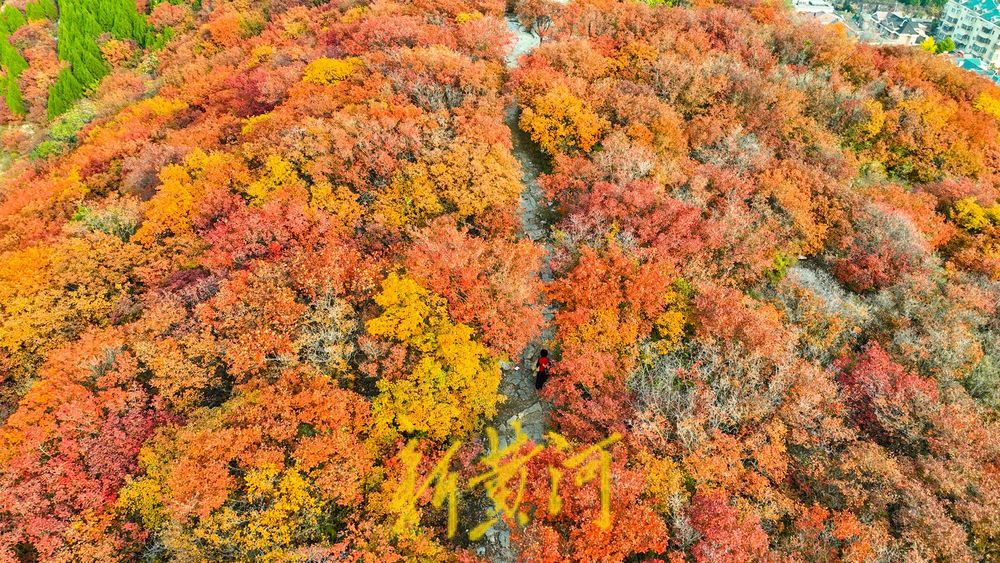 深秋时节,济南西部城区红叶漫山