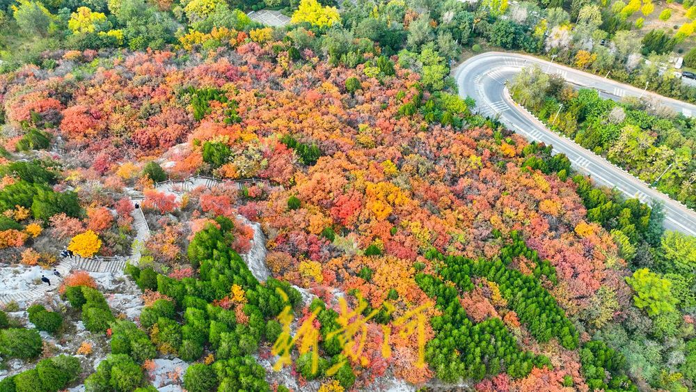深秋时节,济南西部城区红叶漫山