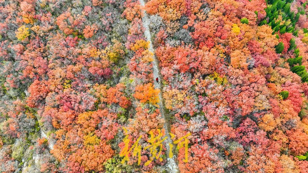 深秋时节,济南西部城区红叶漫山