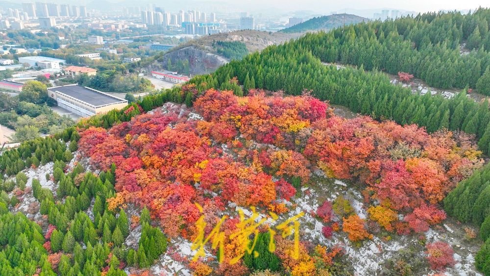 深秋时节,济南西部城区红叶漫山