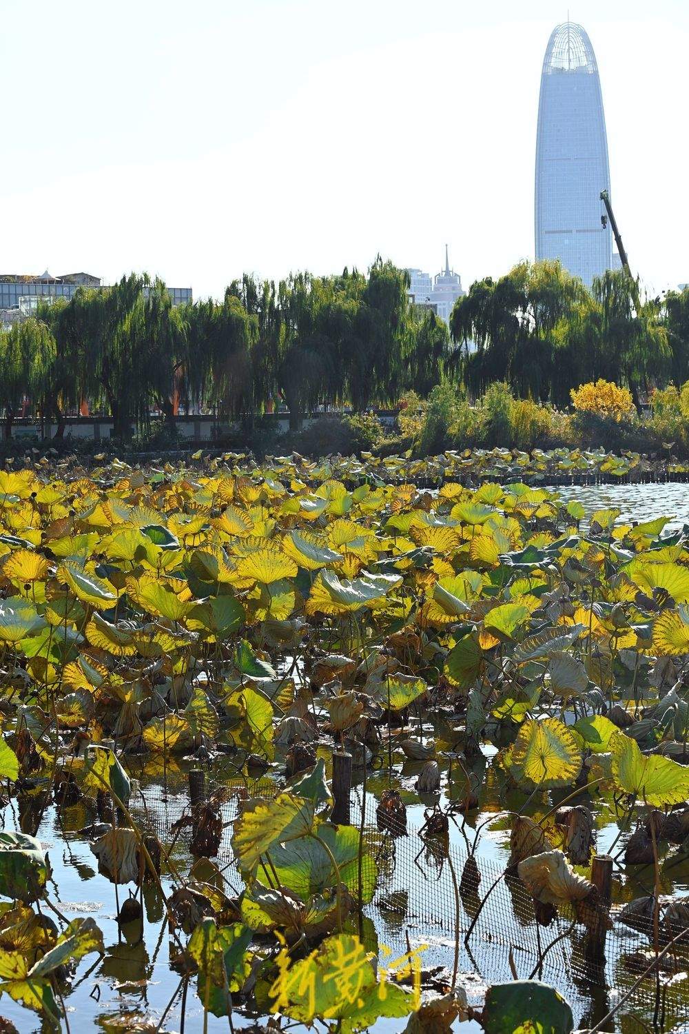 大明湖畔一池残荷映秋色
