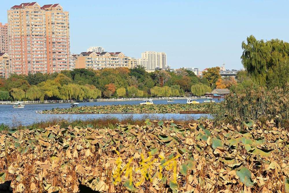 大明湖畔一池残荷映秋色