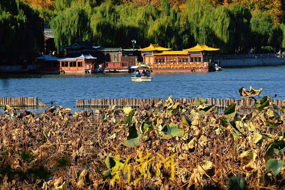大明湖畔一池残荷映秋色