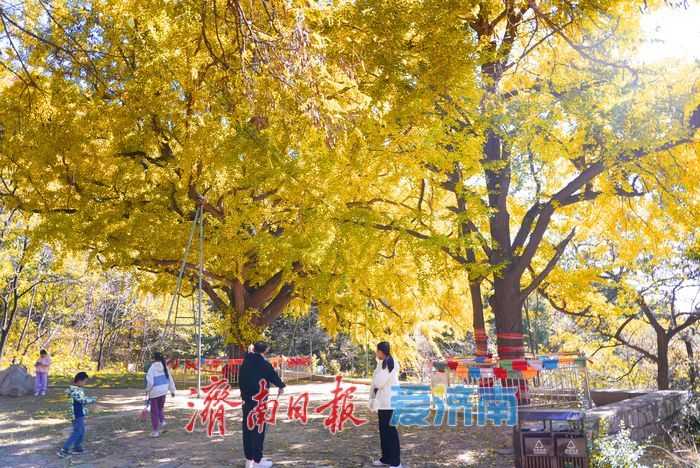 千年银杏树披上黄金甲