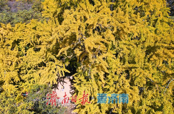 千年银杏树披上黄金甲