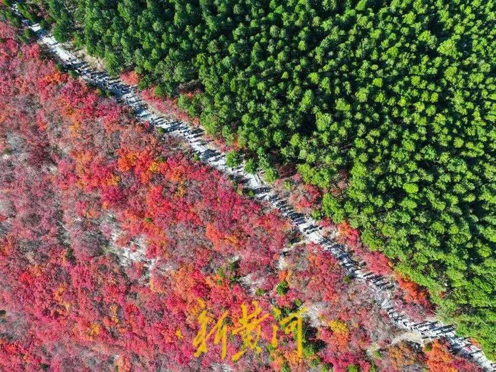 半山苍翠半山红！济南“鸳鸯火锅”惊艳上线