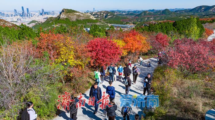 一年四季 泉在济南|秋色染红蚰蜒山,济南市民争赴“红叶之约”