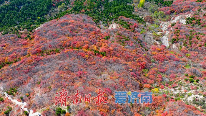 一年四季 泉在济南|秋色染红蚰蜒山,济南市民争赴“红叶之约”