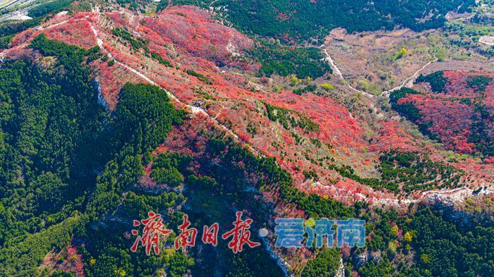 一年四季 泉在济南|秋色染红蚰蜒山,济南市民争赴“红叶之约”