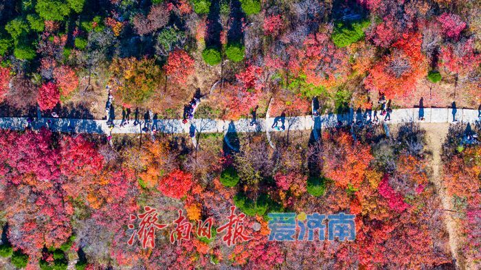 一年四季 泉在济南|秋色染红蚰蜒山,济南市民争赴“红叶之约”