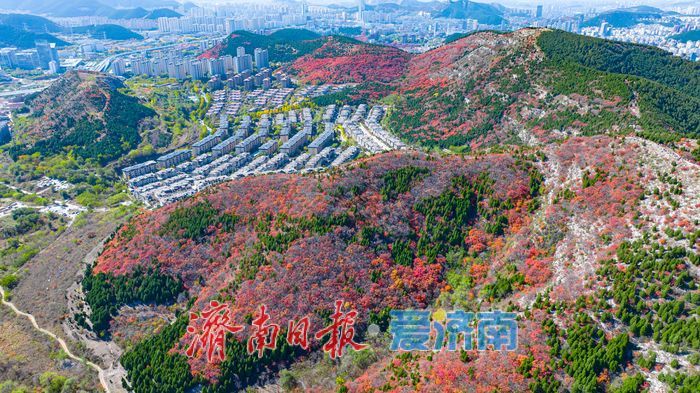 一年四季 泉在济南|秋色染红蚰蜒山,济南市民争赴“红叶之约”