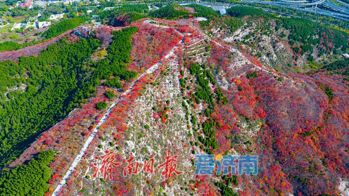 一年四季 泉在济南|秋色染红蚰蜒山,济南市民争赴“红叶之约”