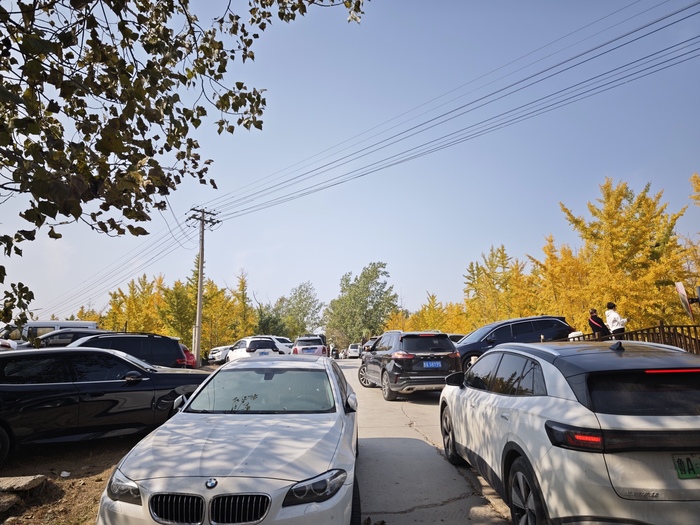 千亩银杏林附近停车成难题 回应:系因养护银杏林暂关,会尽快开放