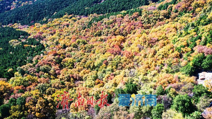 层林尽染换“彩妆”!大舟山打翻秋日“调色盘”