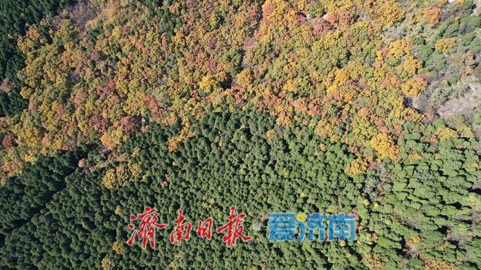 层林尽染换“彩妆”!大舟山打翻秋日“调色盘”