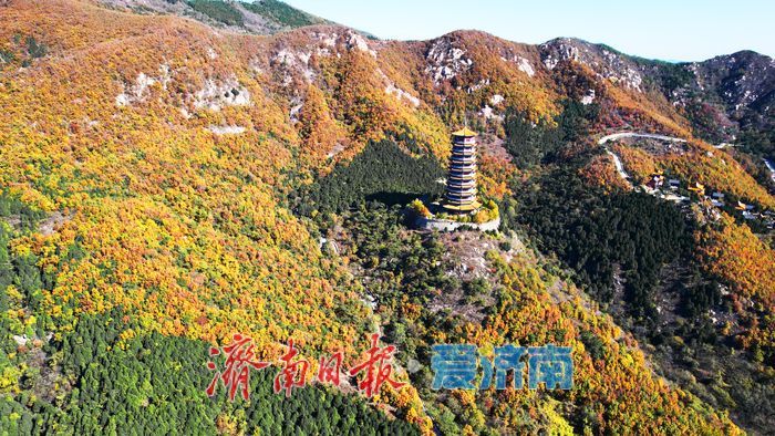 层林尽染换“彩妆”!大舟山打翻秋日“调色盘”