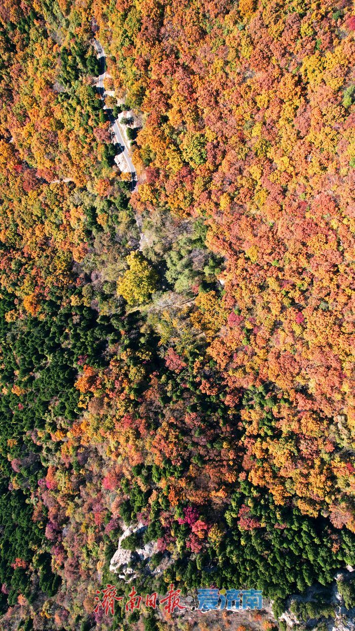 层林尽染换“彩妆”!大舟山打翻秋日“调色盘”