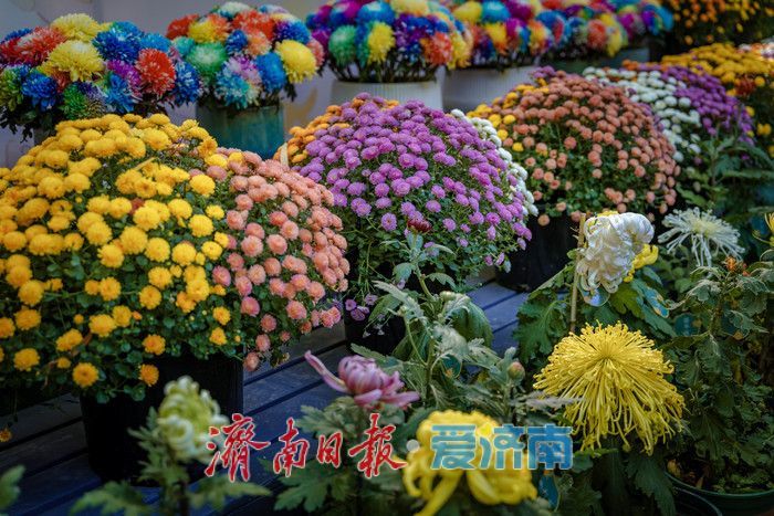 一年四季 泉在济南丨趵突泉金秋菊展盛装绽放,游客市民共赏千菊争艳