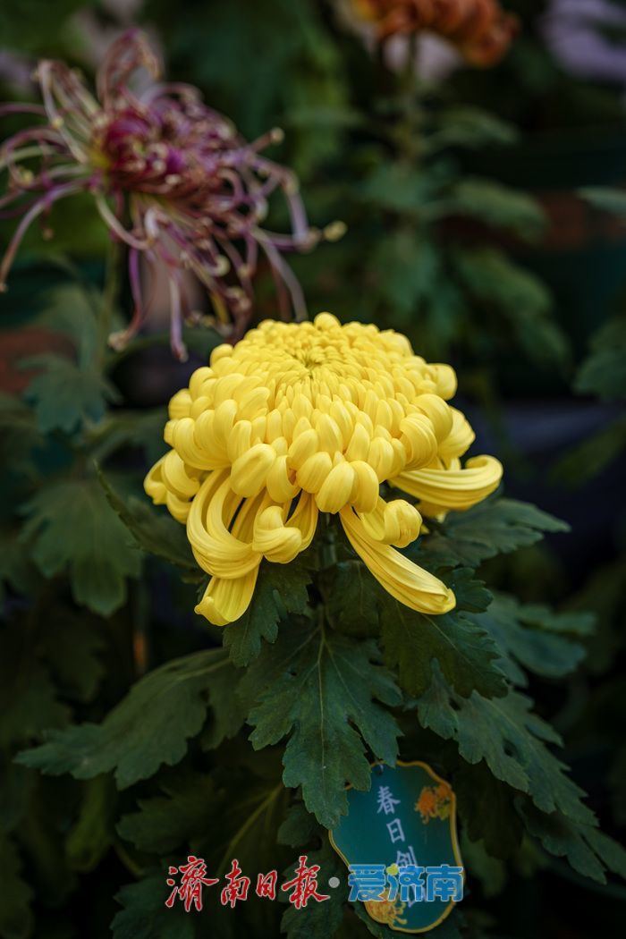 一年四季 泉在济南丨趵突泉金秋菊展盛装绽放,游客市民共赏千菊争艳